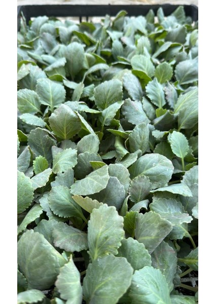 Karnabahar Fidesi 6 Adet fiyatları