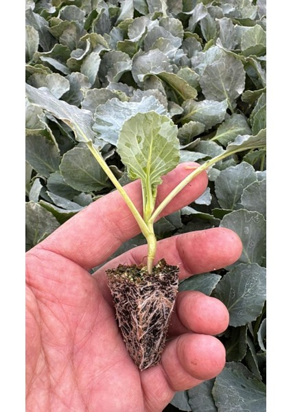 Brokoli Fidesi (6 Adet )