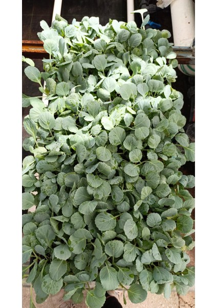 Brokoli Fidesi (6 Adet ) fiyatları