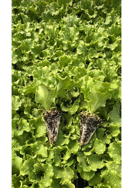 Kışlık Kıvırcık Fidesi ( 10 Adet )