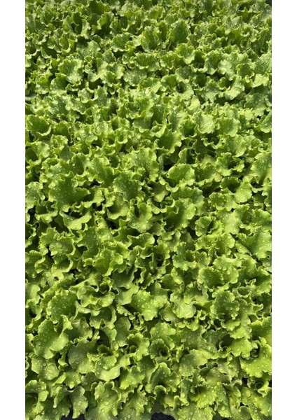 Kışlık Kıvırcık Fidesi ( 10 Adet ) fiyatları