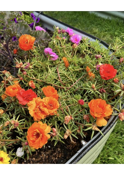 Yükseltilmiş Bahçe Yatağı Seti Metal 195X60X43CM Modüler Sebze Yatağı (6 Farklı Kurulum Olanağına Sahip)