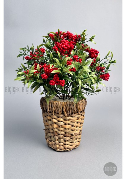 Kokina Bitkisi 40 cm Hasır Saksıda Bol Meyveli Yılbaşı Bitkisi