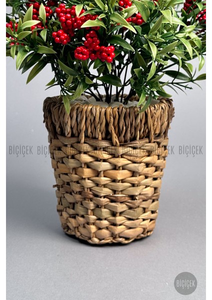 Kokina Bitkisi 40 cm Hasır Saksıda Bol Meyveli Yılbaşı Bitkisi fiyatları