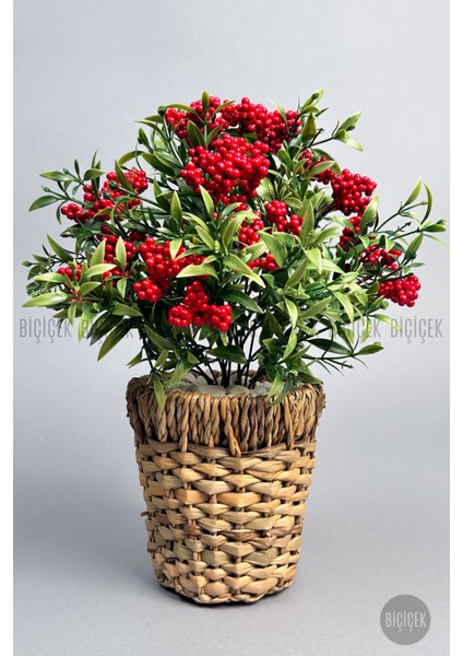Kokina Bitkisi 40 cm Hasır Saksıda Bol Meyveli Yılbaşı Bitkisi modelleri