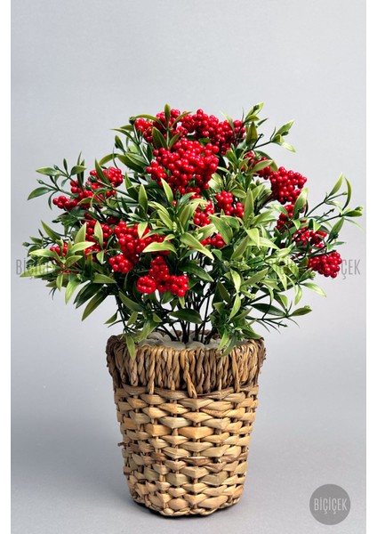 Kokina Bitkisi 40 cm Hasır Saksıda Bol Meyveli Yılbaşı Bitkisi fırsatları