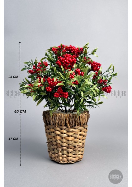 Kokina Bitkisi 40 cm Hasır Saksıda Bol Meyveli Yılbaşı Bitkisi indirimleri