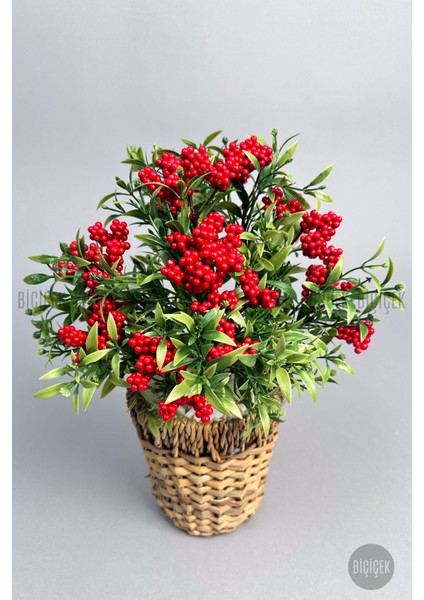 Kokina Bitkisi 40 cm Hasır Saksıda Bol Meyveli Yılbaşı Bitkisi