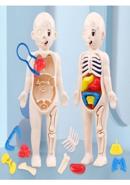 Eğitici Oyuncak Insan Vücudu Anatomisi Organ Bulmaca Puzzle Bultak Yapboz 3D Model