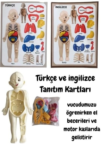 Eğitici Oyuncak Insan Vücudu Anatomisi Organ Bulmaca Puzzle Bultak Yapboz 3D Model fiyatları