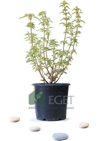 Anadolu Ada Çayı (Salvia fruticosa)- 3 lt Saksıda