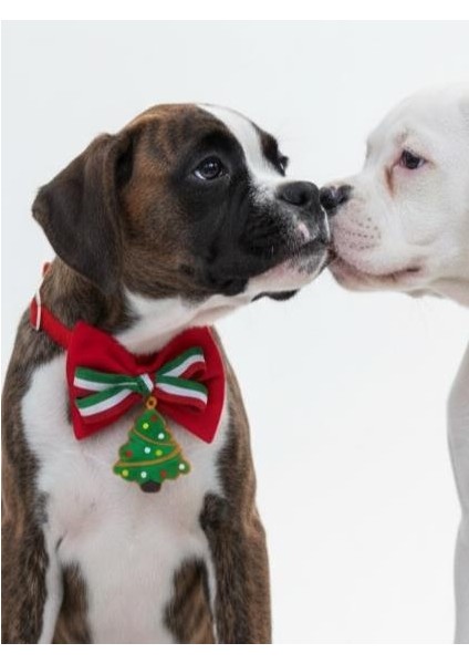 Yılbaşı Agaçı Köpek Papyon Tasması | Kırmızı Fiyonk Boyun Aksesuarı | Noel Temalı Köpek Süsü | Orta ve Büyük Irklar Için