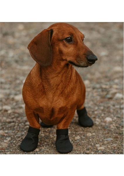 Köpek Ayakkabısı, Su Geçirmez, (S,m,l,xl)