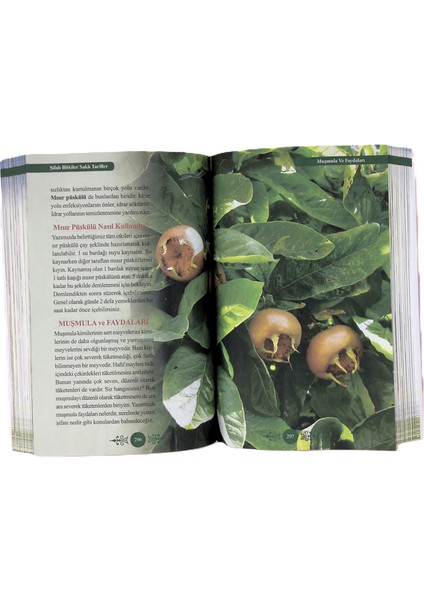 Şifalı Bitkiler Sasklı Tarifler