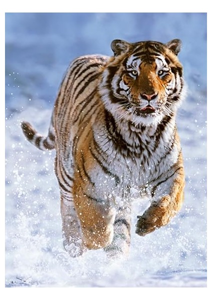 500P Puzzle Kaplan, Yapboz modelleri