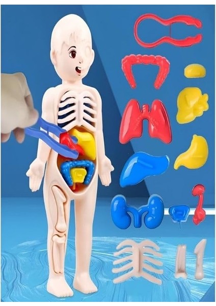 Eğitici Oyuncak Insan Vücudu Anatomisi Organ Bulmaca Puzzle Bultak Yapboz 3D Model modelleri