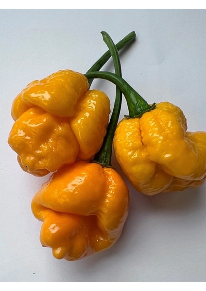 7 Pot Braın Straın Yellow Pepper / 1,5 Milyon Scoville - Gerçek Taze Acı Biber modelleri