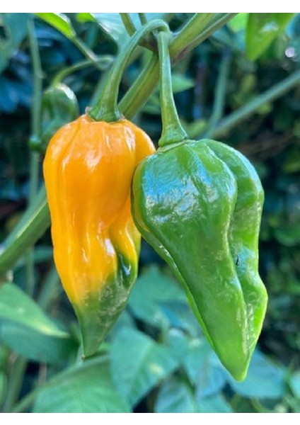 Devıl’s Tongue Yellow Pepper / 300.000 Scoville - Gerçek Taze Acı Biber fiyatları