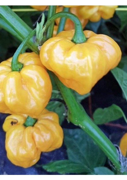 Scotch Bonnet Jamaıcan Yellow Pepper 350.000 Scoville - Gerçek Taze Acı Biber modelleri