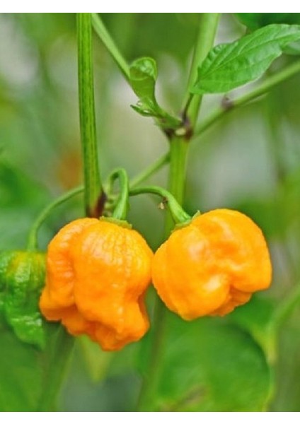 Carolına Reaper Yellow Pepper / 1.8 Milyon Scoville - Gerçek Taze Acı Biber fiyatları