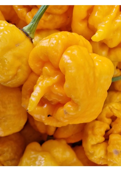 Carolına Reaper Yellow Pepper / 1.8 Milyon Scoville - Gerçek Taze Acı Biber modelleri