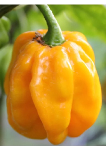 Yellow Habanero / 350.000 Scoville - Gerçek Taze Acı Biber modelleri