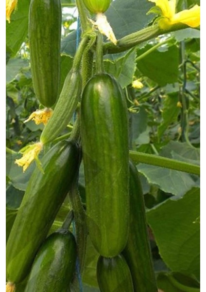 Hıyar Tohumu 20 gr fiyatları