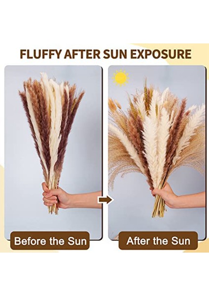 Pampas Çim Kurutulmuş Pampas Sazlıkları Doğal Kahverengi ve Beyaz Tavşan Sazlıkları Bohem Ev Dekor (Yurt Dışından) fırsatları