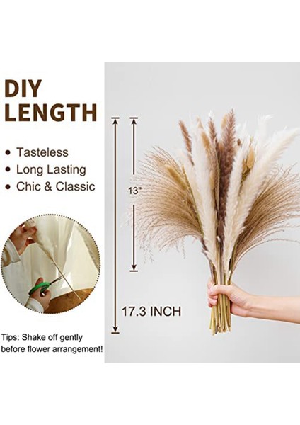 Pampas Çim Kurutulmuş Pampas Sazlıkları Doğal Kahverengi ve Beyaz Tavşan Sazlıkları Bohem Ev Dekor (Yurt Dışından) indirimleri