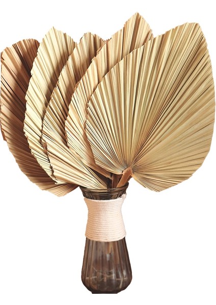 5pcs 18 Inç Doğal Kesilmiş Palmiye Mızrak Tropikal Palmiye Yaprakları Hayranları Boho Düğün Dekor Hawaiian Dekorasyon (Yurt Dışından)