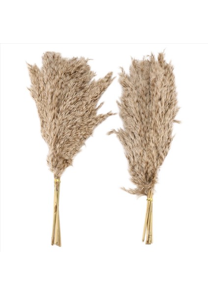 20PCS Doğal Kuru Pampas Çim, Vahşi Kabarık Pompas Çiçek, Boho Dekor Çiçekleri Açık Hava Düğün Kahverengi Için Uygun (Yurt Dışından)