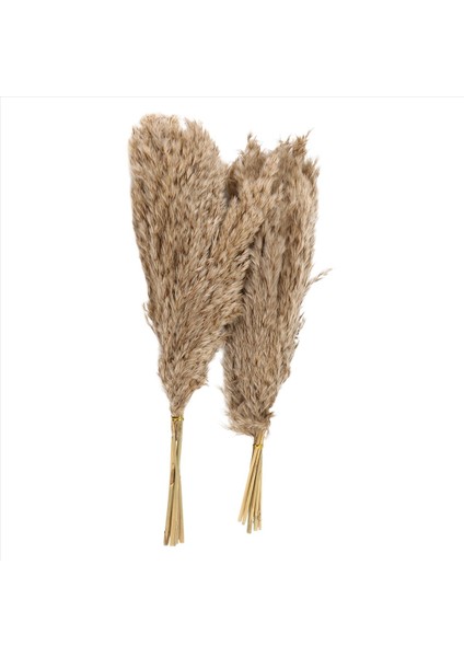 20PCS Doğal Kuru Pampas Çim, Vahşi Kabarık Pompas Çiçek, Boho Dekor Çiçekleri Açık Hava Düğün Kahverengi Için Uygun (Yurt Dışından) fiyatları