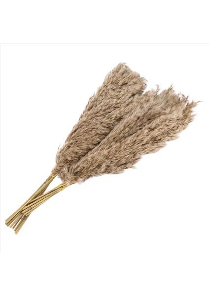 20PCS Doğal Kuru Pampas Çim, Vahşi Kabarık Pompas Çiçek, Boho Dekor Çiçekleri Açık Hava Düğün Kahverengi Için Uygun (Yurt Dışından) modelleri