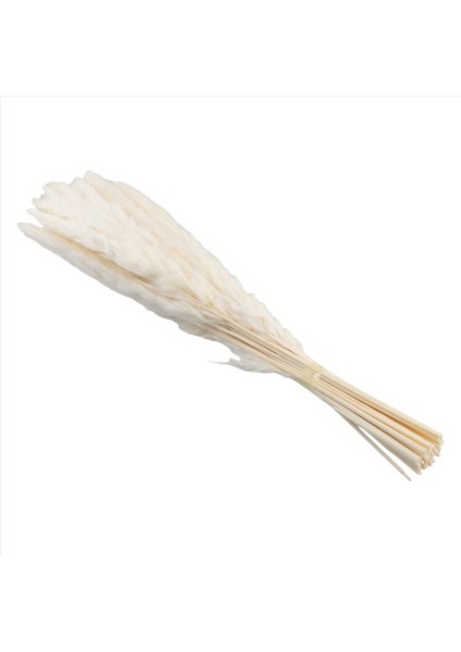 40PCS Doğal Kurutulmuş Beyaz Pampas Çim 45CM Kabarık ve Sallanan Diy Boho Bitki Düğün Çiçek Aranjmanları Dekor (Yurt Dışından) fiyatları
