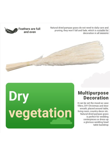 40PCS Doğal Kurutulmuş Beyaz Pampas Çim 45CM Kabarık ve Sallanan Diy Boho Bitki Düğün Çiçek Aranjmanları Dekor (Yurt Dışından) indirimleri