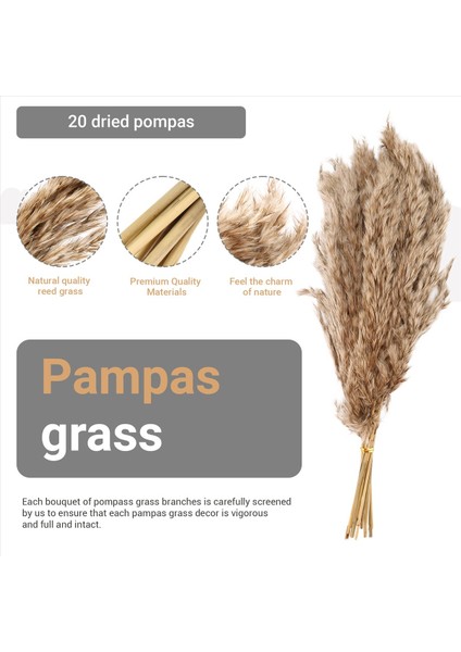 20PCS Doğal Kuru Pampas Çim, Vahşi Kabarık Pompas Çiçek, Boho Dekor Çiçekleri Açık Hava Düğün Kahverengi Için Uygun (Yurt Dışından) fırsatları