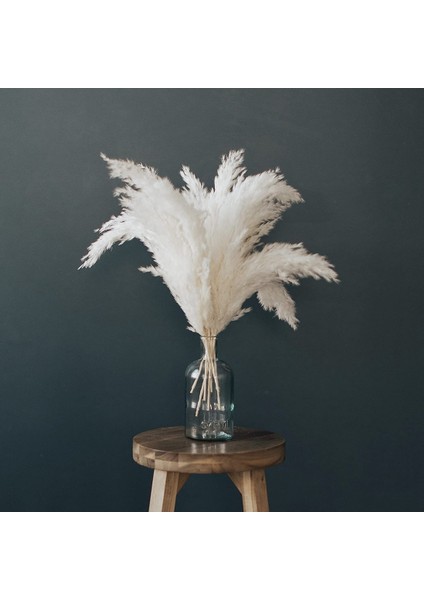 Beyaz Pampas Çim - 10 Pampas Düğün, Ev ve Etkinlik Dekoru Için Kabarık Pampas Çim Sapları - Kurutulmuş Pampas Çimleri (Yurt Dışından) fiyatları