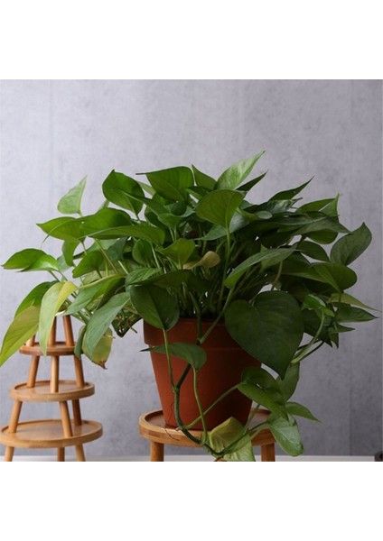 Çiçek Saksısı Tepsisi Masif Ahşap Çiçek Rafı Iç Mekan Masaüstü Oturma Odası Saksı Sukulent Pothos Ayaklı Vazo Tabanı (Yurt Dışından) modelleri