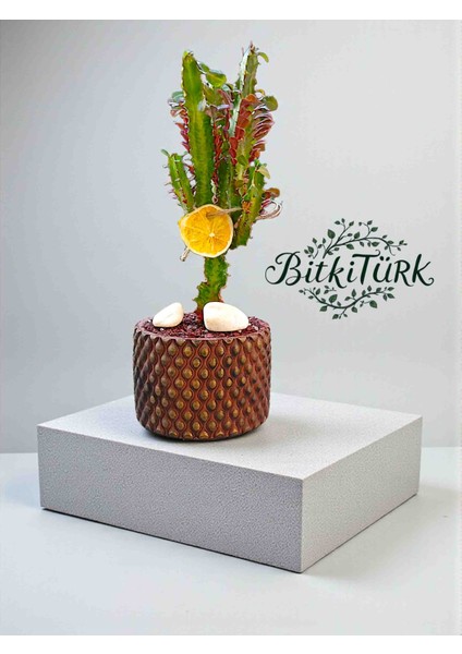 Beton Saksıda Ithal Afrika Süt Ağacı