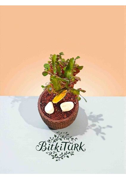 Beton Saksıda Ithal Afrika Süt Ağacı fiyatları