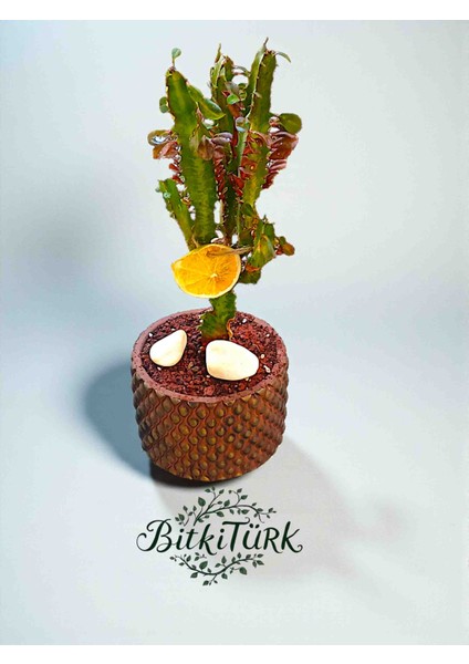 Beton Saksıda Ithal Afrika Süt Ağacı modelleri