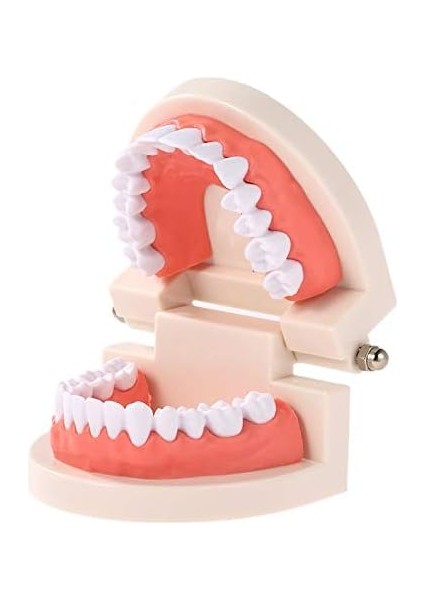 Hanying Diş Modeli Diş Çocuk Diş Öğretim Modeli Yetişkin Diş Diş Etleri Okuyan Çocuklar Için Standart Gösteri Aracı