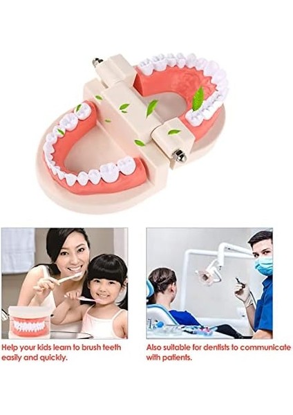 Hanying Diş Modeli Diş Çocuk Diş Öğretim Modeli Yetişkin Diş Diş Etleri Okuyan Çocuklar Için Standart Gösteri Aracı fiyatları