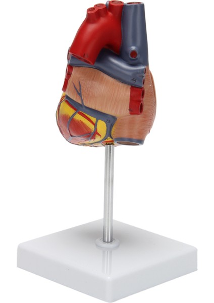 1: 1 Insan Kalp Modeli, Anatomik Olarak Doğru Kalp Modeli Yaşam Boyu Insan Iskeleti Bilim Sınıfı Çalışma Ekran Öğretim Modeli Için Anatomi (Yurt Dışından) modelleri