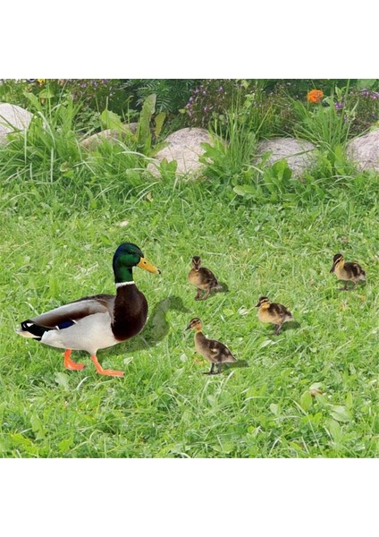Bahçe Dekorasyonu Akrilik Ördek Bahçesi Komik Bahar Dekorasyonu Açık Ördek Süslemesi Hayvan Bahçesi Dekorasyonları (Yurt Dışından) fiyatları