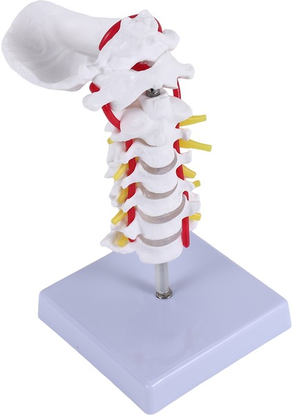 Servikal Vertebra Arteri Omurga Omurga Sinirleri Anatomik Model Anatomi, Bilim Sınıfı Çalışması Ekran Öğretim Modeli Için Anatomi (Yurt Dışından) fiyatları