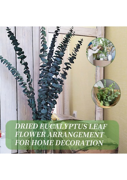 10 Paket Doğal Kurutulmuş Okaliptüs Demeti, Korunmuş Taze Okaliptüs Dalları Çiçek Aranjmanları Için Düğün Ev Dekor (Yurt Dışından) fırsatları