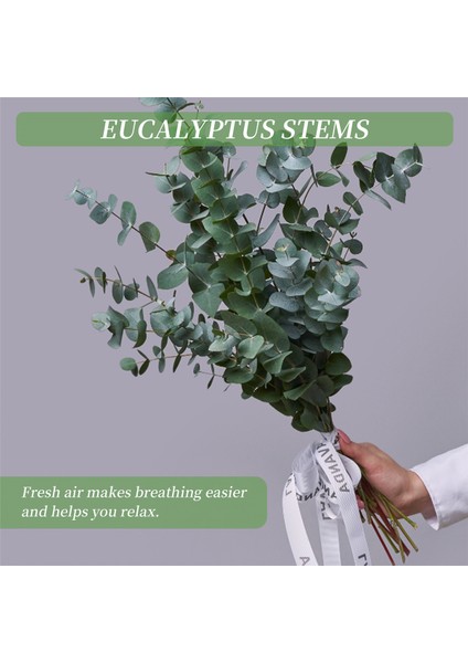 10 Paket Doğal Kurutulmuş Okaliptüs Demeti, Korunmuş Taze Okaliptüs Dalları Çiçek Aranjmanları Için Düğün Ev Dekor (Yurt Dışından) indirimleri