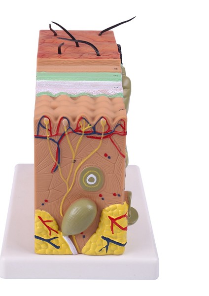 Cilt Modeli, 50X Cilt ve Saç Yapısı Büyütme Modeli Anatomik Model Anatomi, Bilim Sınıfı Çalışması Ekran Öğretim Modeli (Yurt Dışından) fiyatları