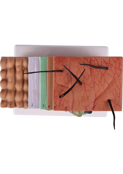 Cilt Modeli, 50X Cilt ve Saç Yapısı Büyütme Modeli Anatomik Model Anatomi, Bilim Sınıfı Çalışması Ekran Öğretim Modeli (Yurt Dışından) modelleri